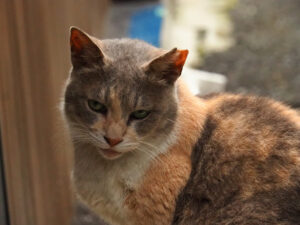三毛猫