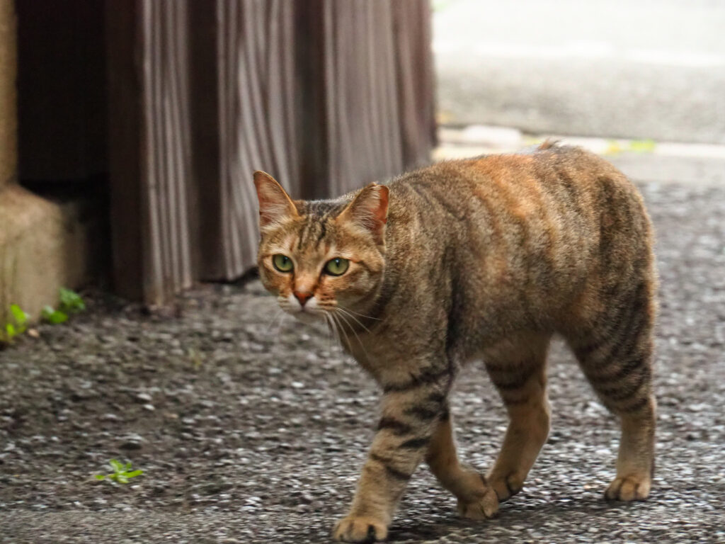 歩くキジトラ