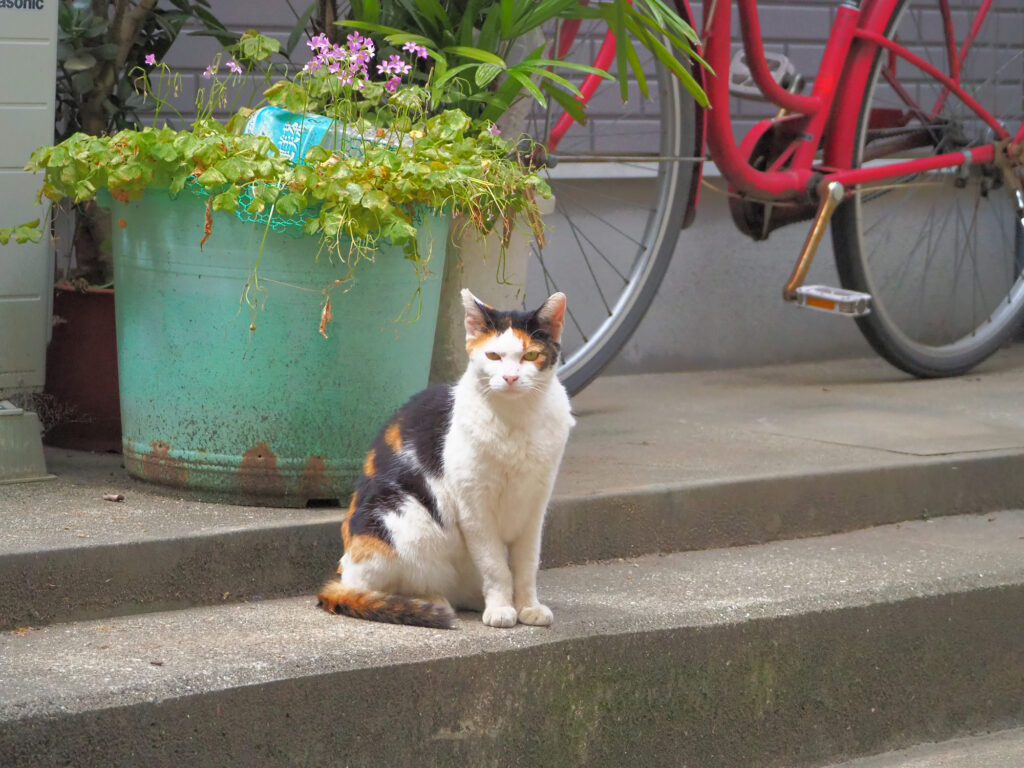 自転車の前で座る三毛猫