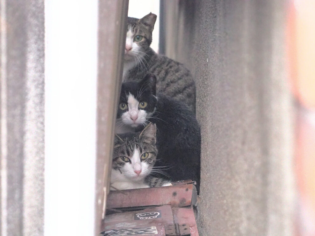 壁の隙間の3匹の猫