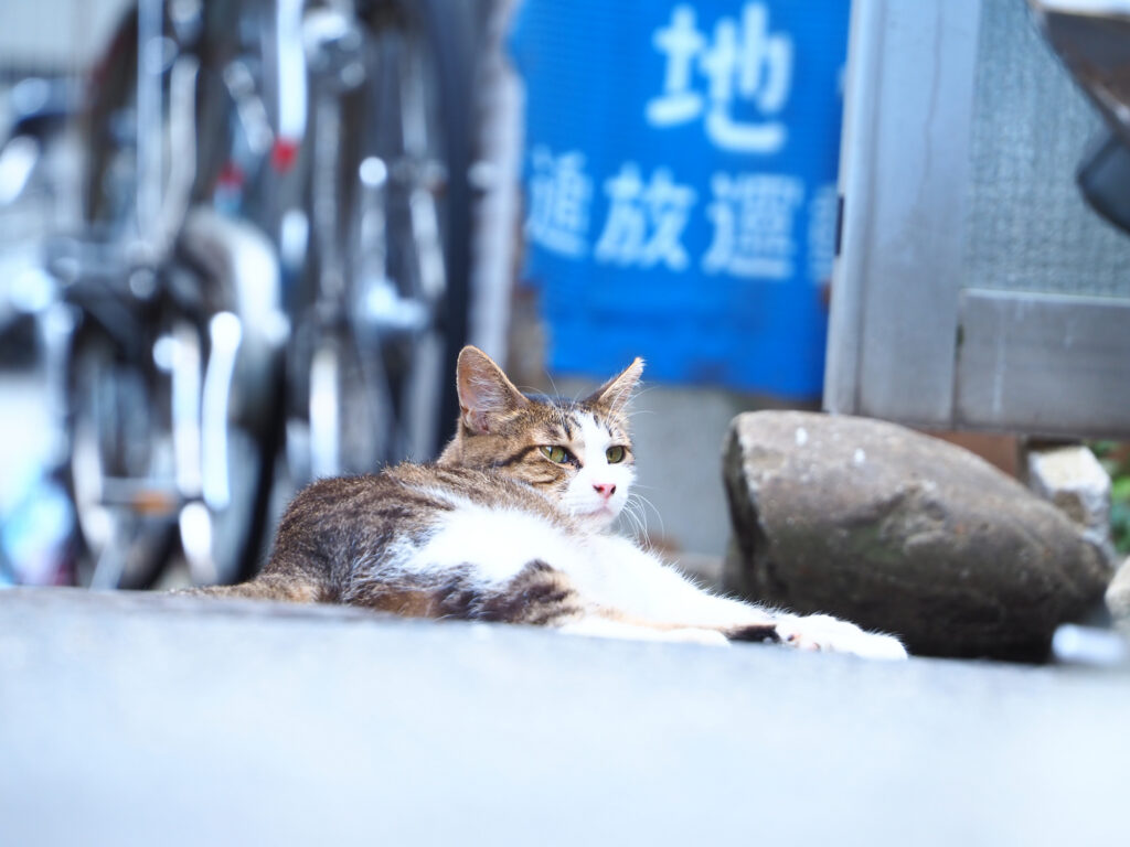 道路で寝ているキジ白