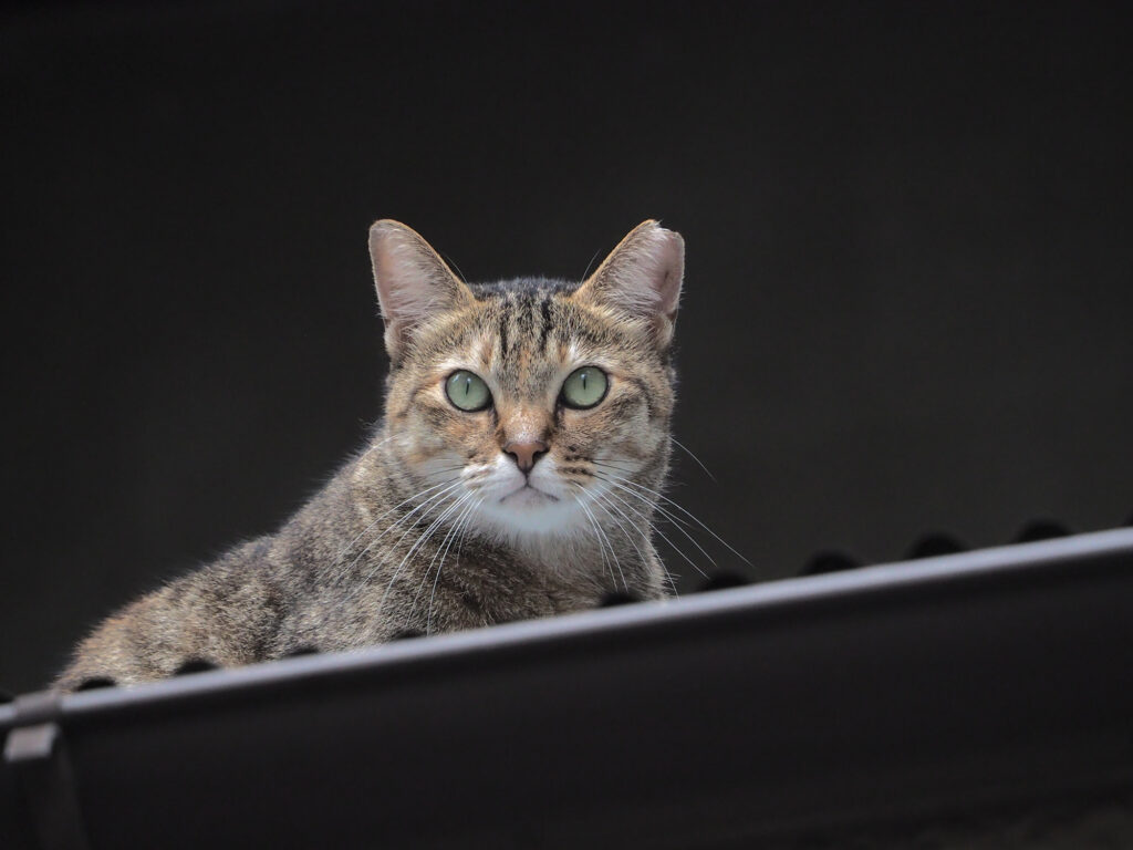屋根の上のキジトラ猫