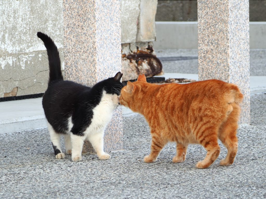 茶トラ猫とハチワレ猫