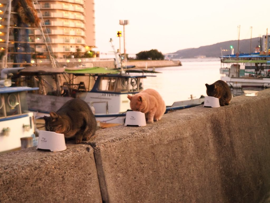 3匹の猫