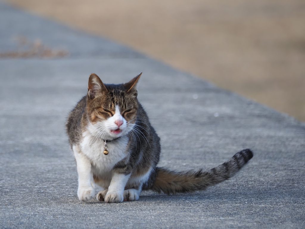 キジ白猫