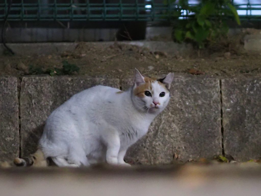 三毛猫
