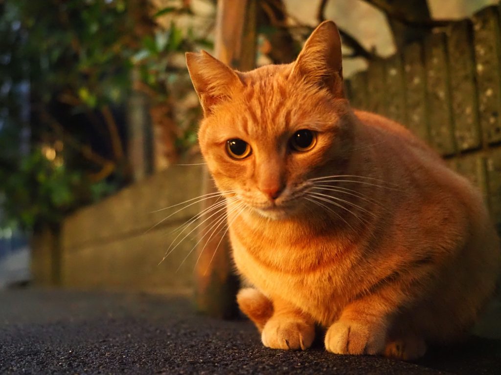 茶トラ猫
