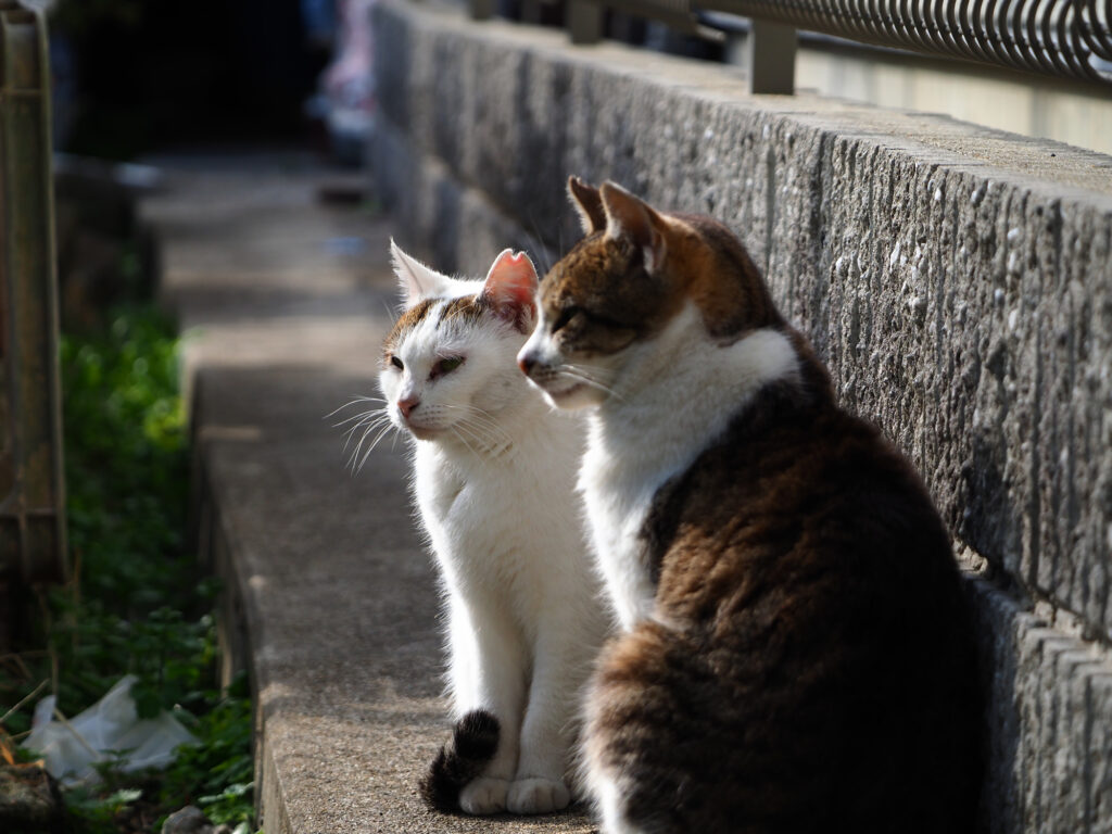 日向ぼっこする２匹の猫