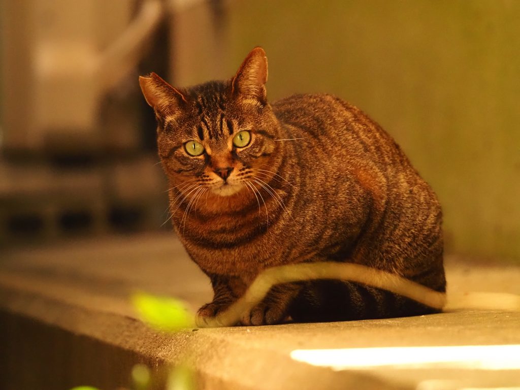 キジトラ猫