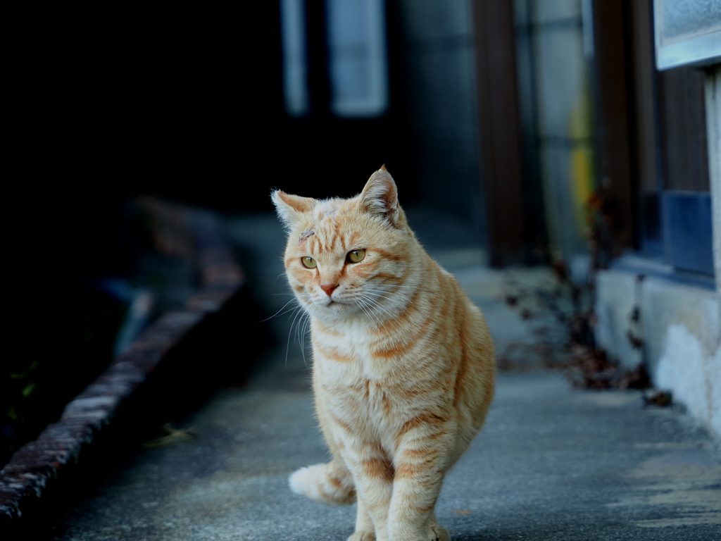 茶トラ猫