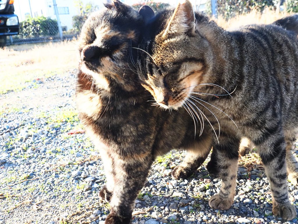 キジトラ猫とサビ猫