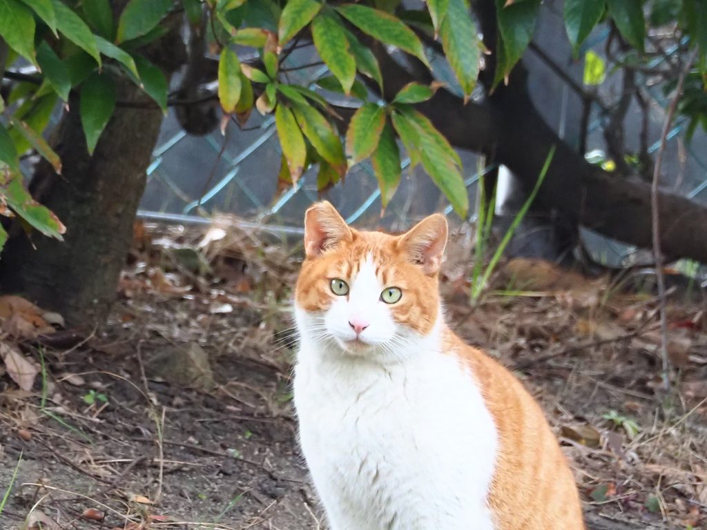 茶白猫