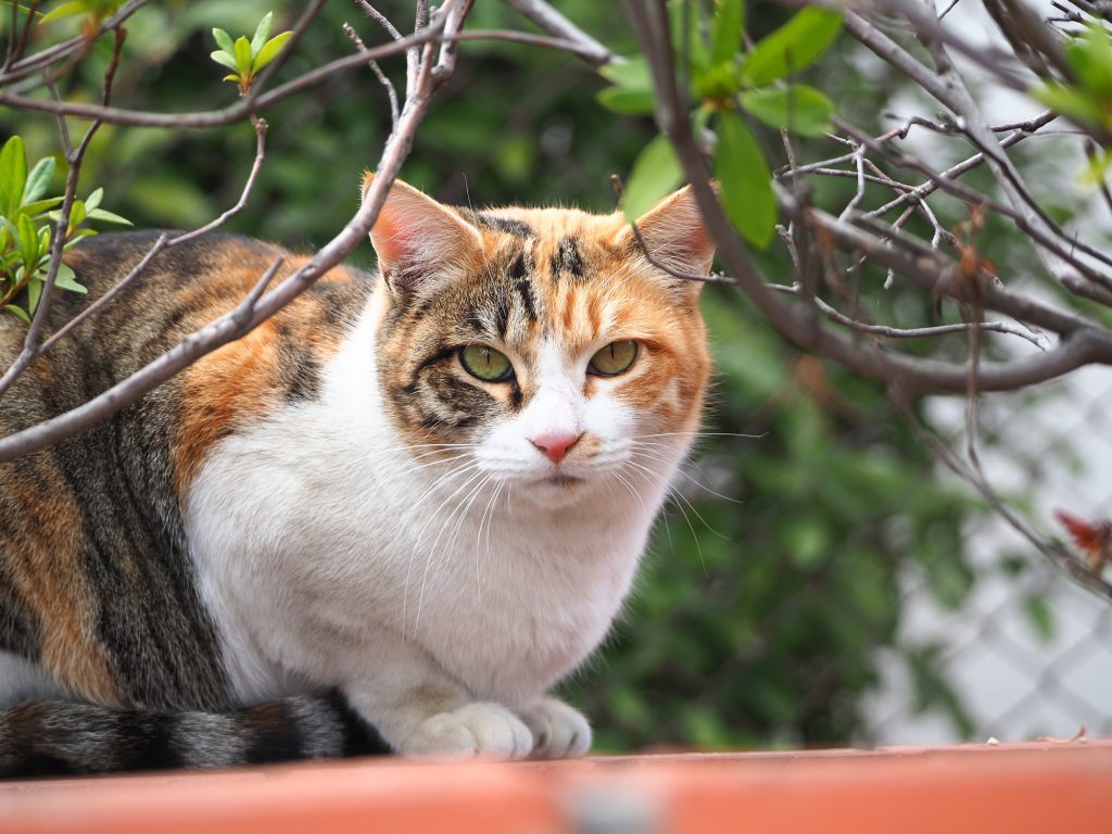 三毛猫