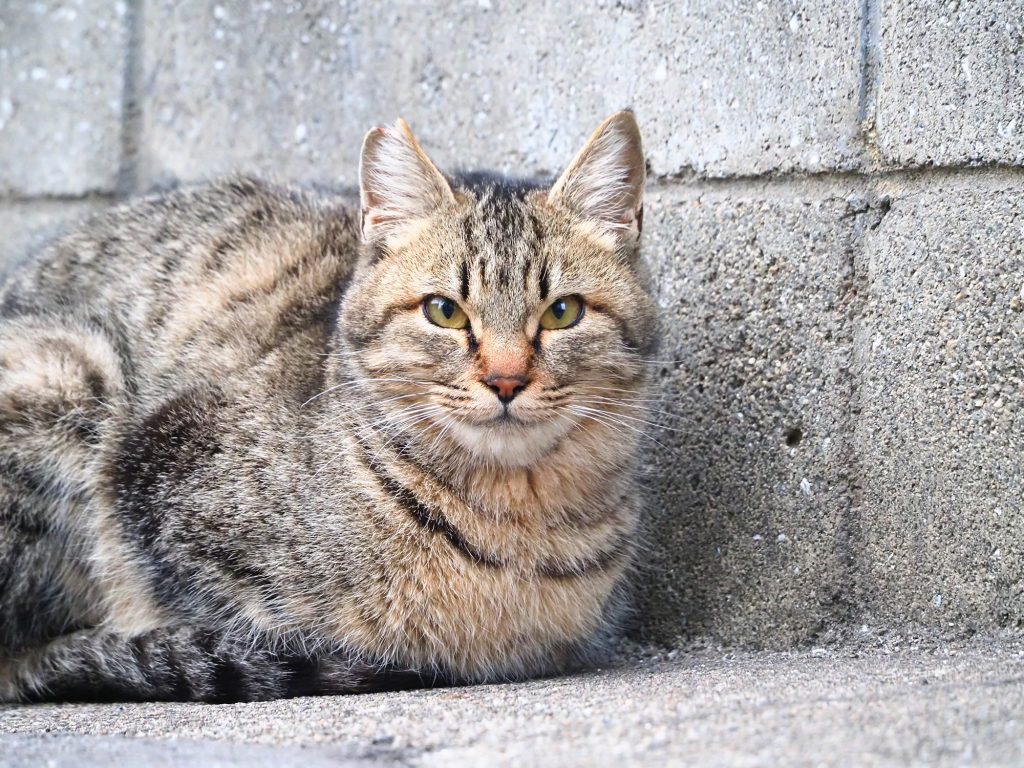 キジトラ猫
