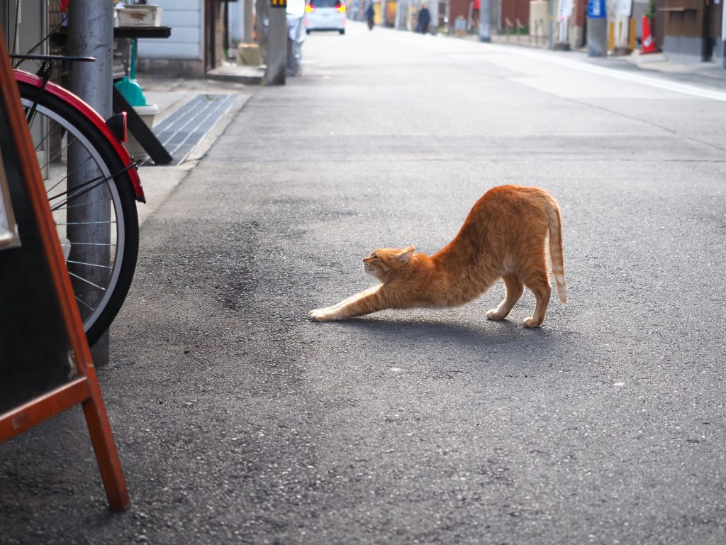 茶トラ猫