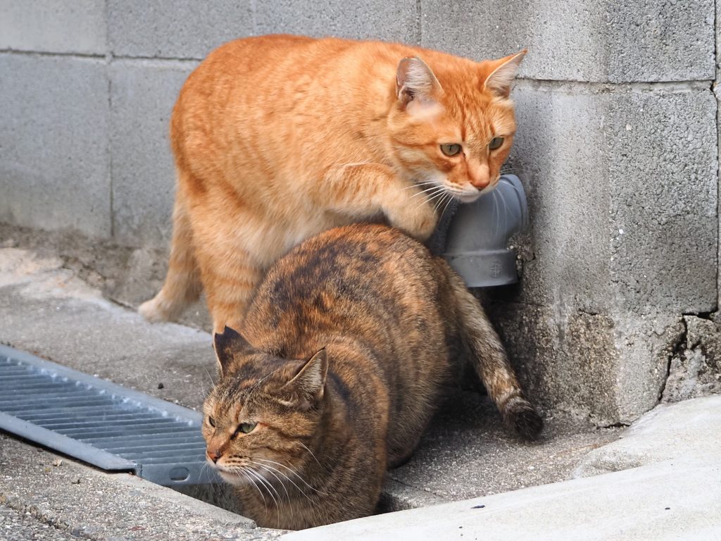 茶トラ猫とキジトラ猫