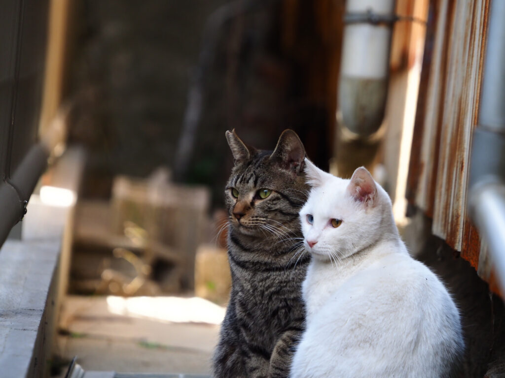 日向ぼっこする２匹の猫。キジトラ猫と白猫。