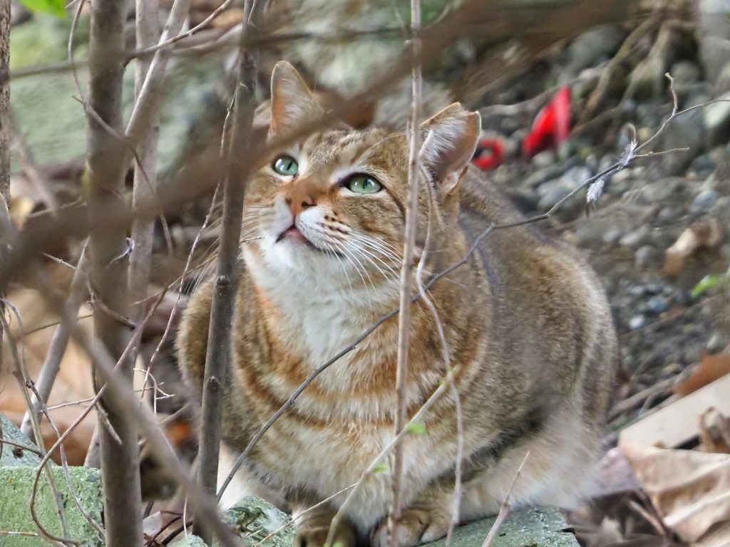 キジトラ猫