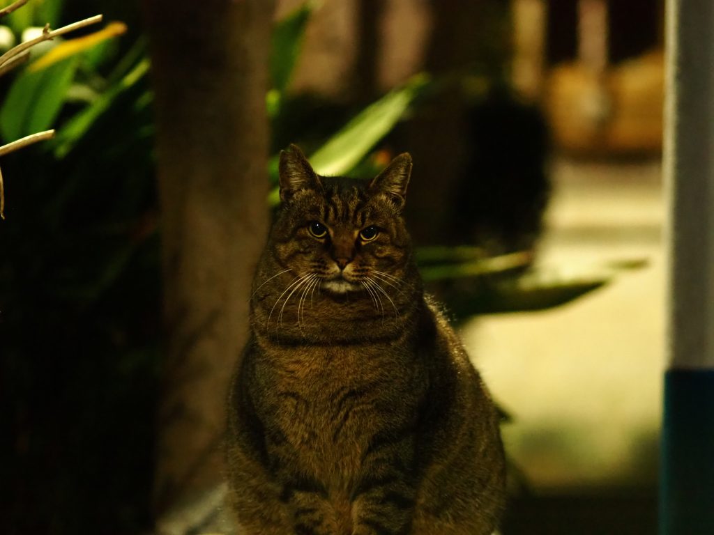 キジトラ猫