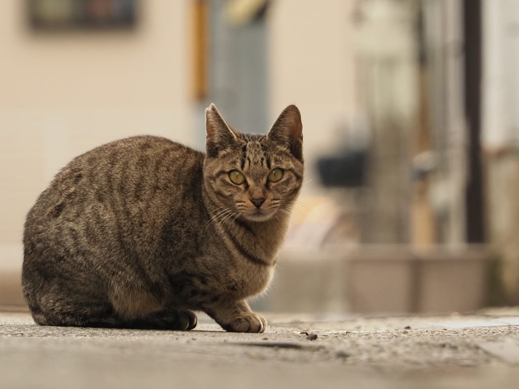 キジトラ猫