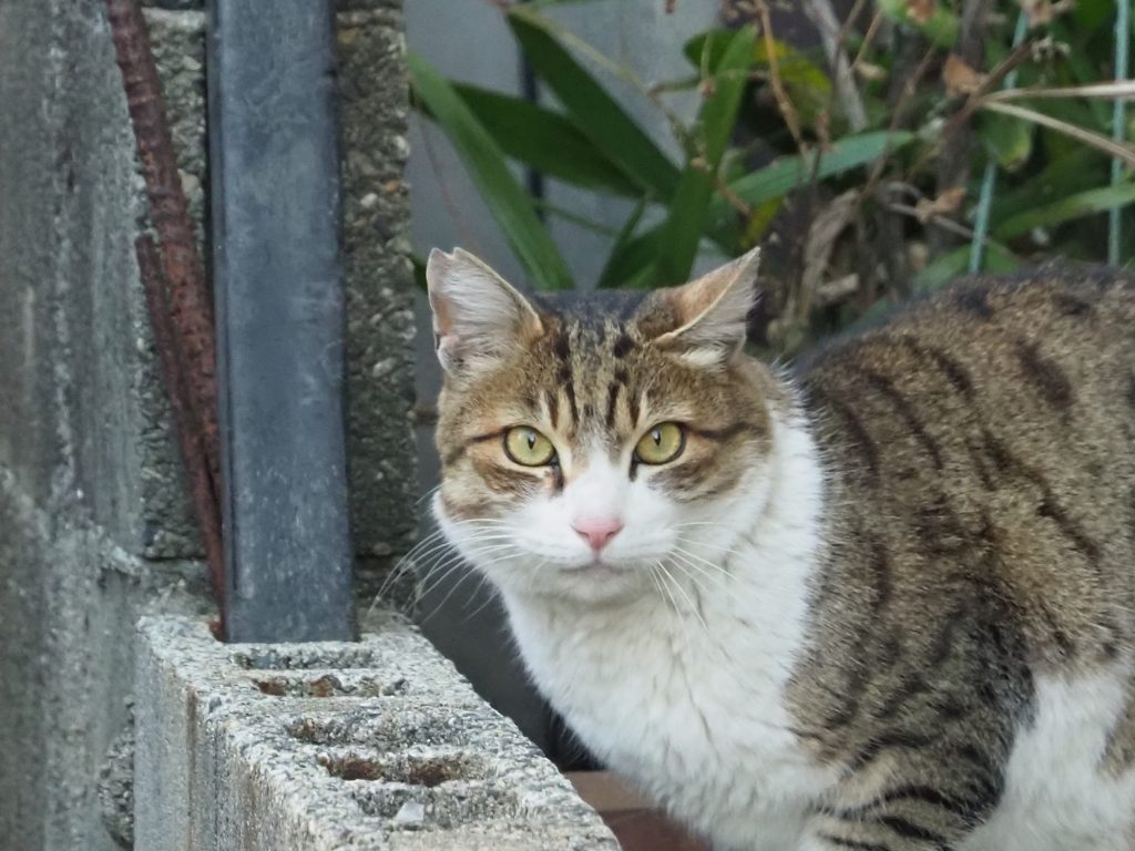 キジ白猫