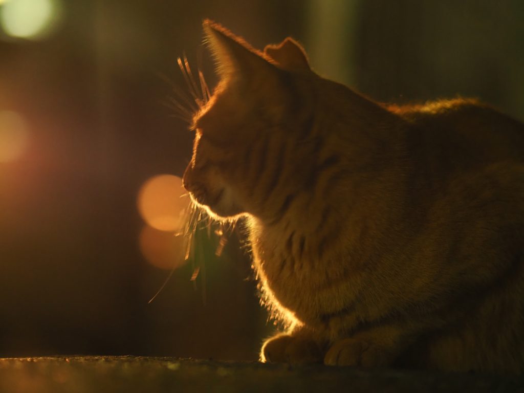 茶トラ猫