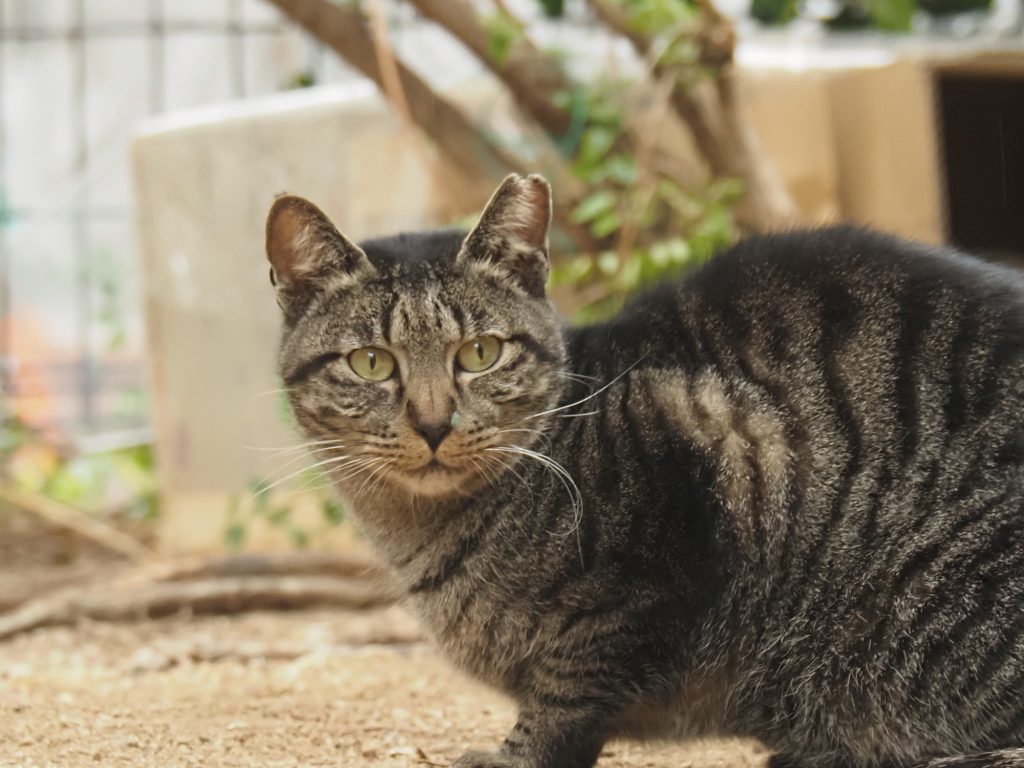キジトラ猫