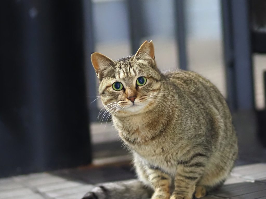 キジトラ猫