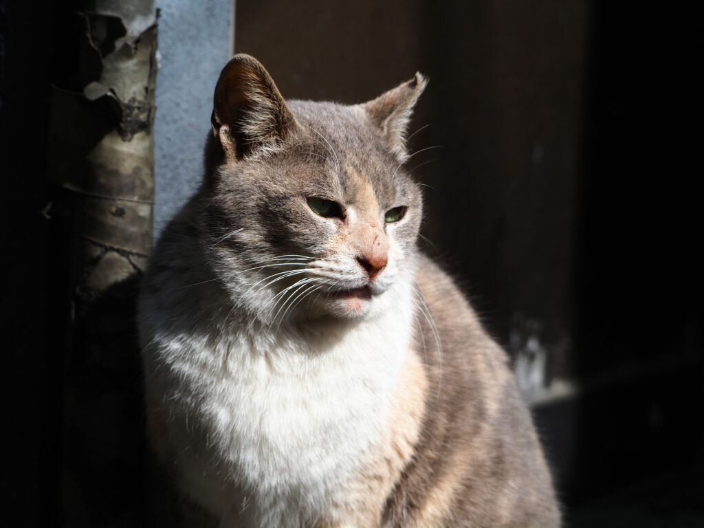 三毛猫