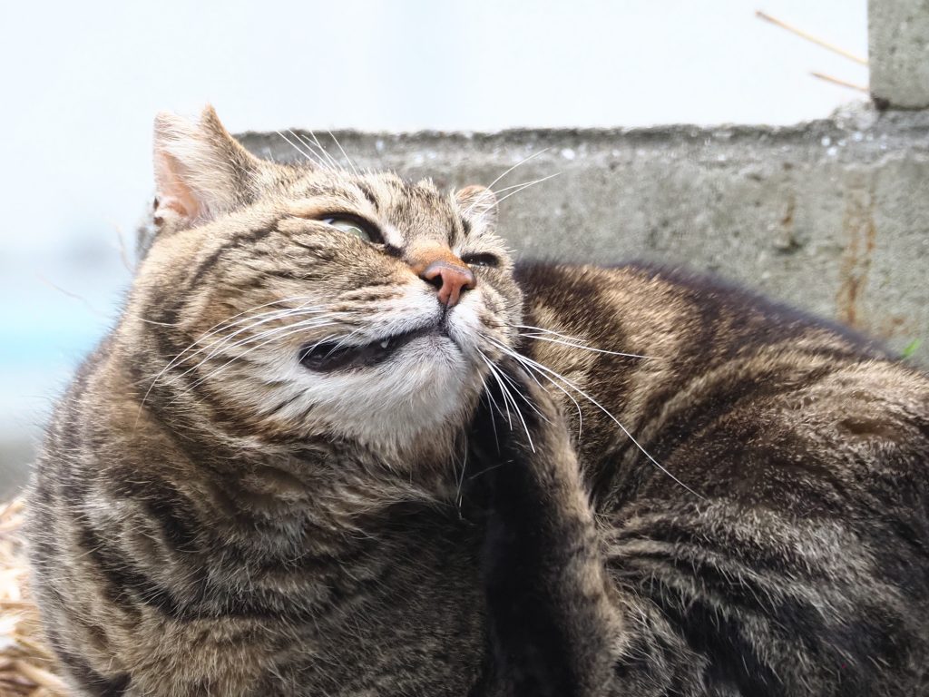 キジトラ猫