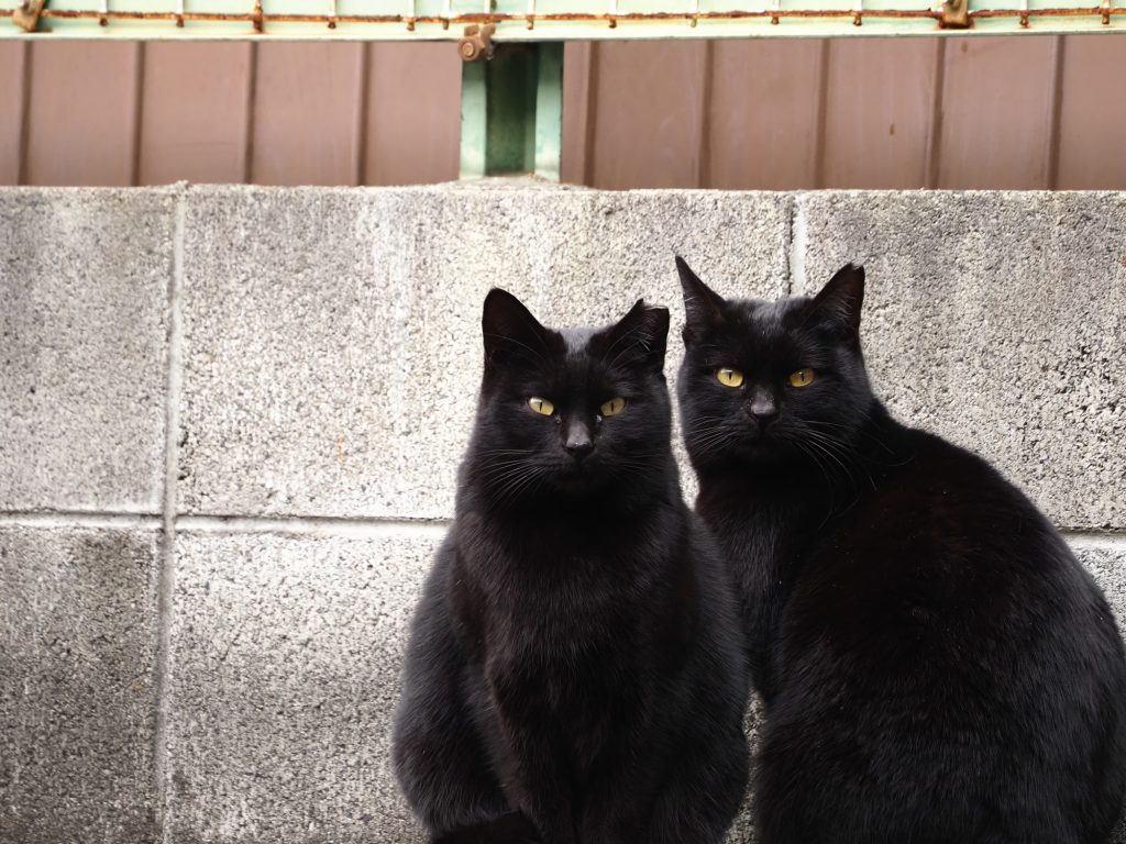 黒猫