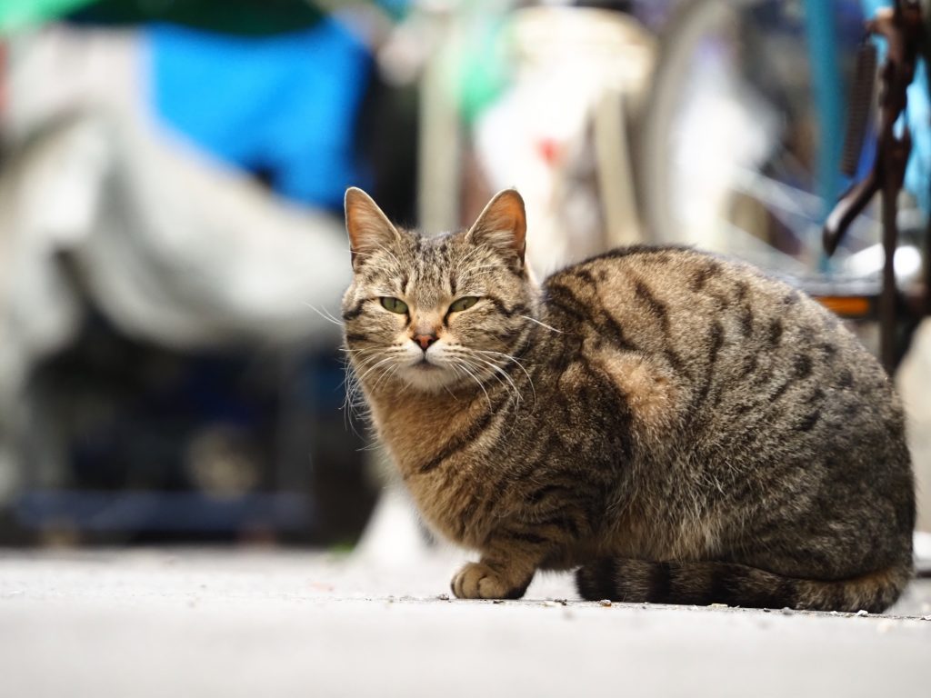キジトラ猫
