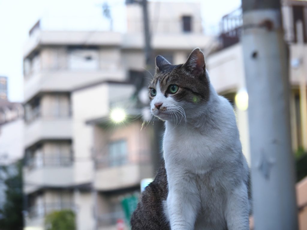 キジ白猫