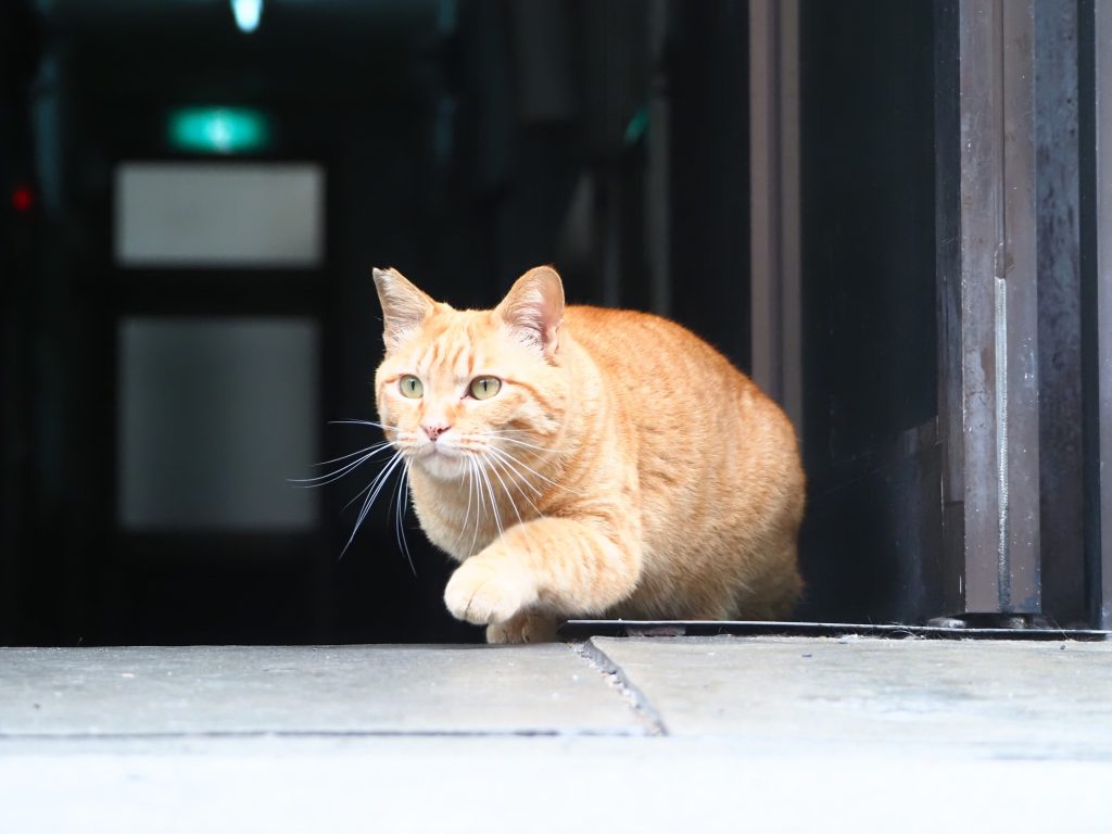 茶トラ猫