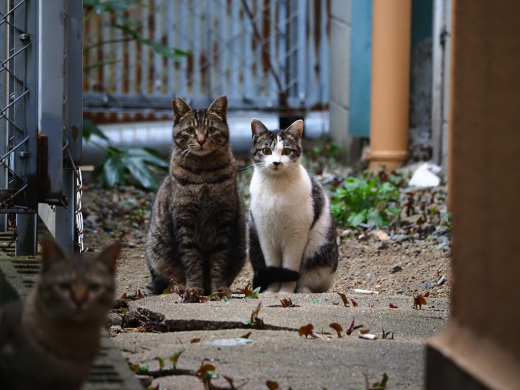 ３匹の猫。キジトラ猫２匹とキジ白猫。