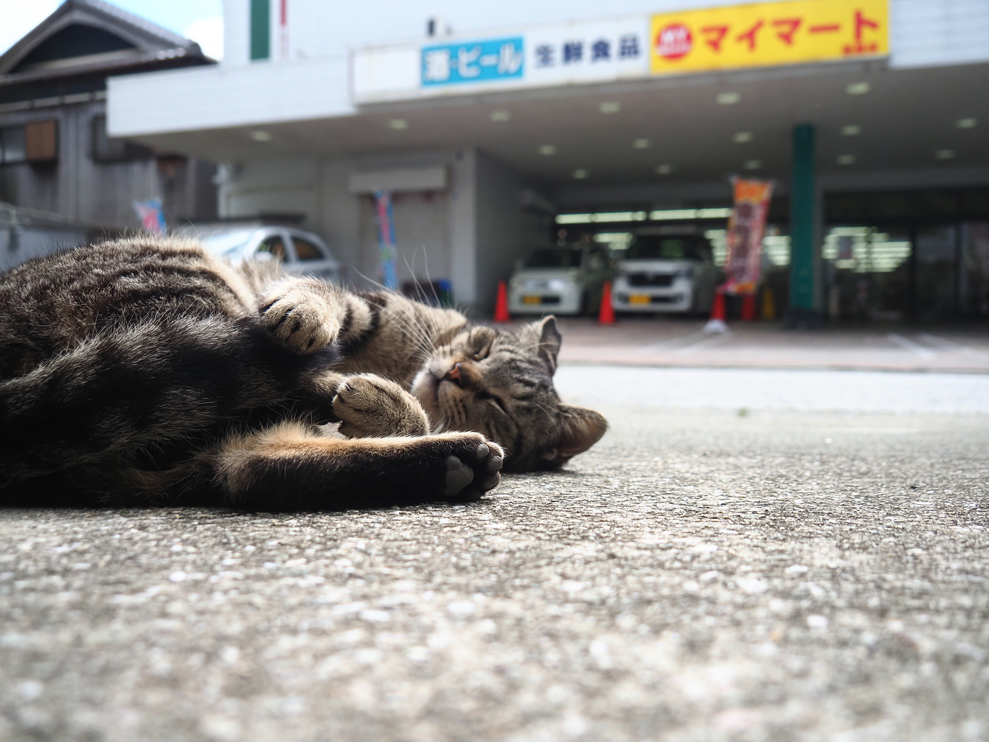 町猫 2024