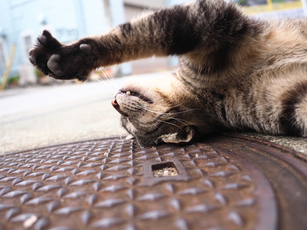 キジトラ猫