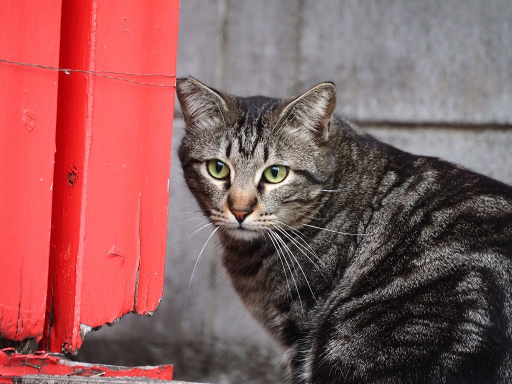キジトラ猫