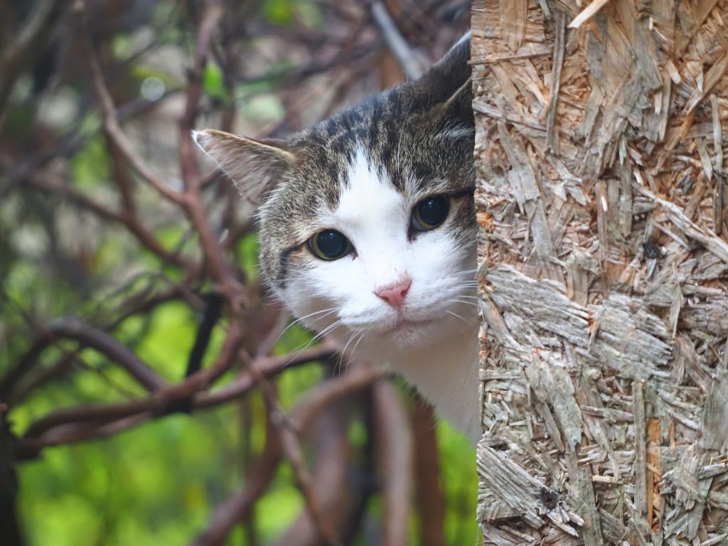 キジ白猫