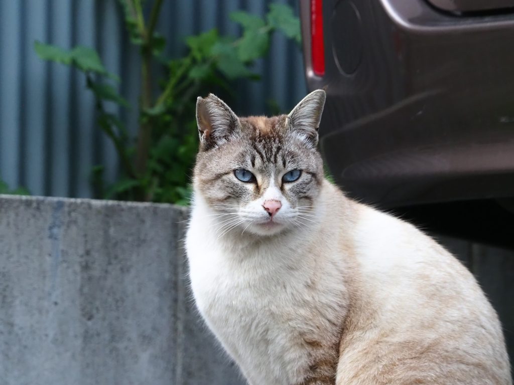 キジ白猫