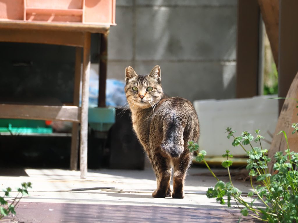 キジトラ猫
