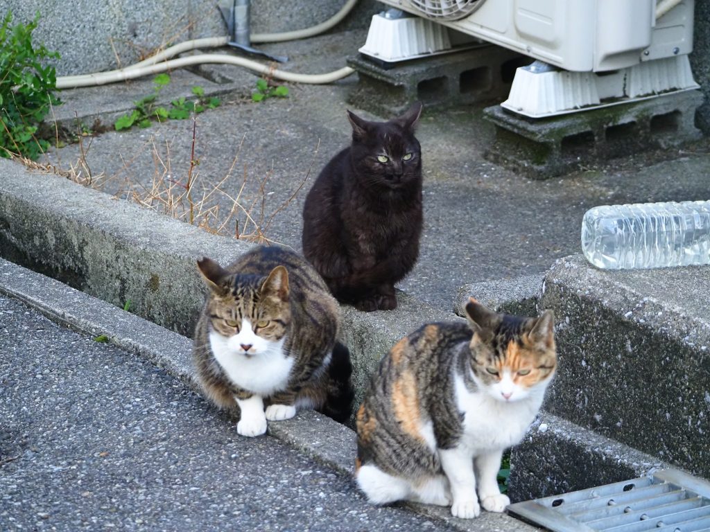 黒猫とキジ白猫と三毛猫