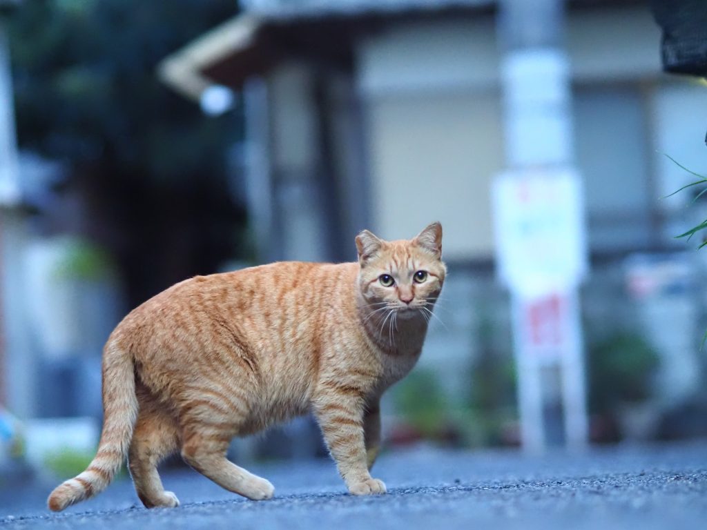 茶トラ猫
