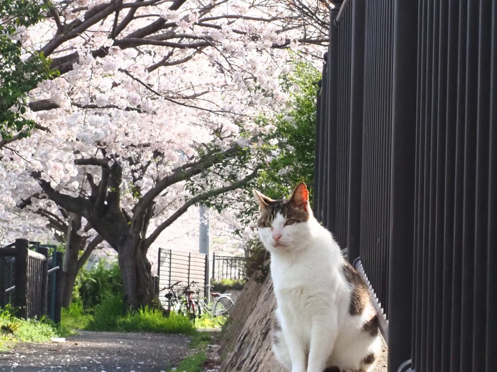 キジ白猫