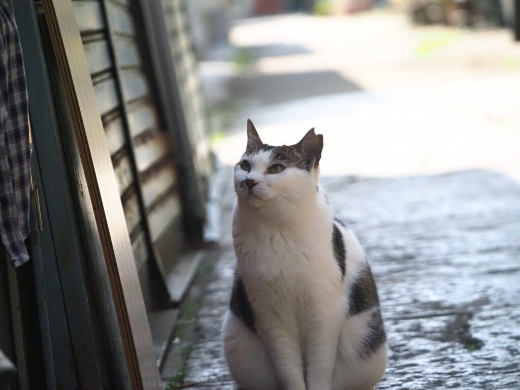 キジ白猫