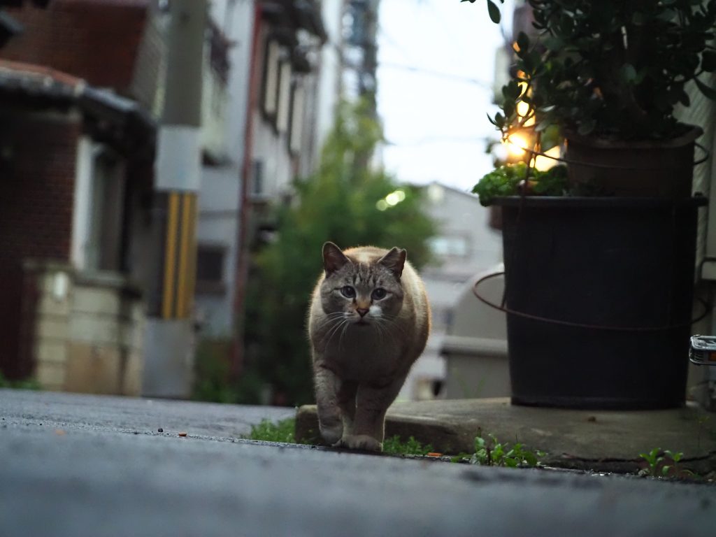 ロシアンブルー