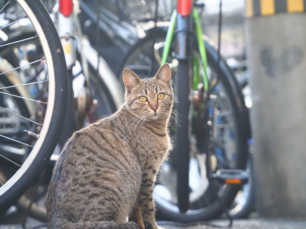 自転車の前で座るキジトラ猫