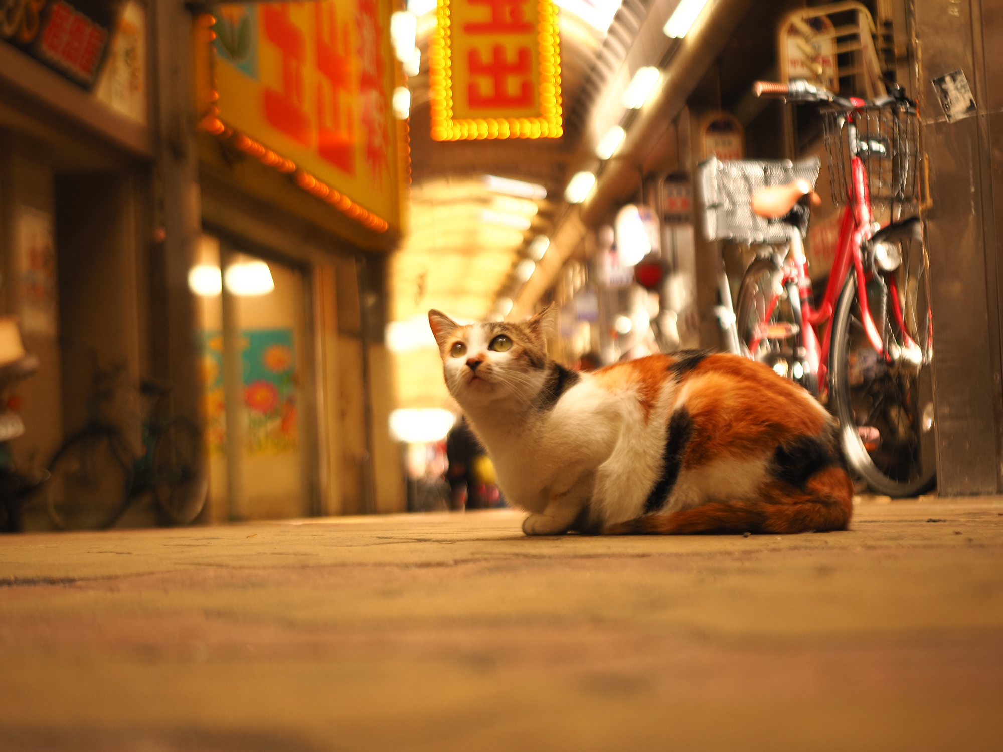 町猫 2025