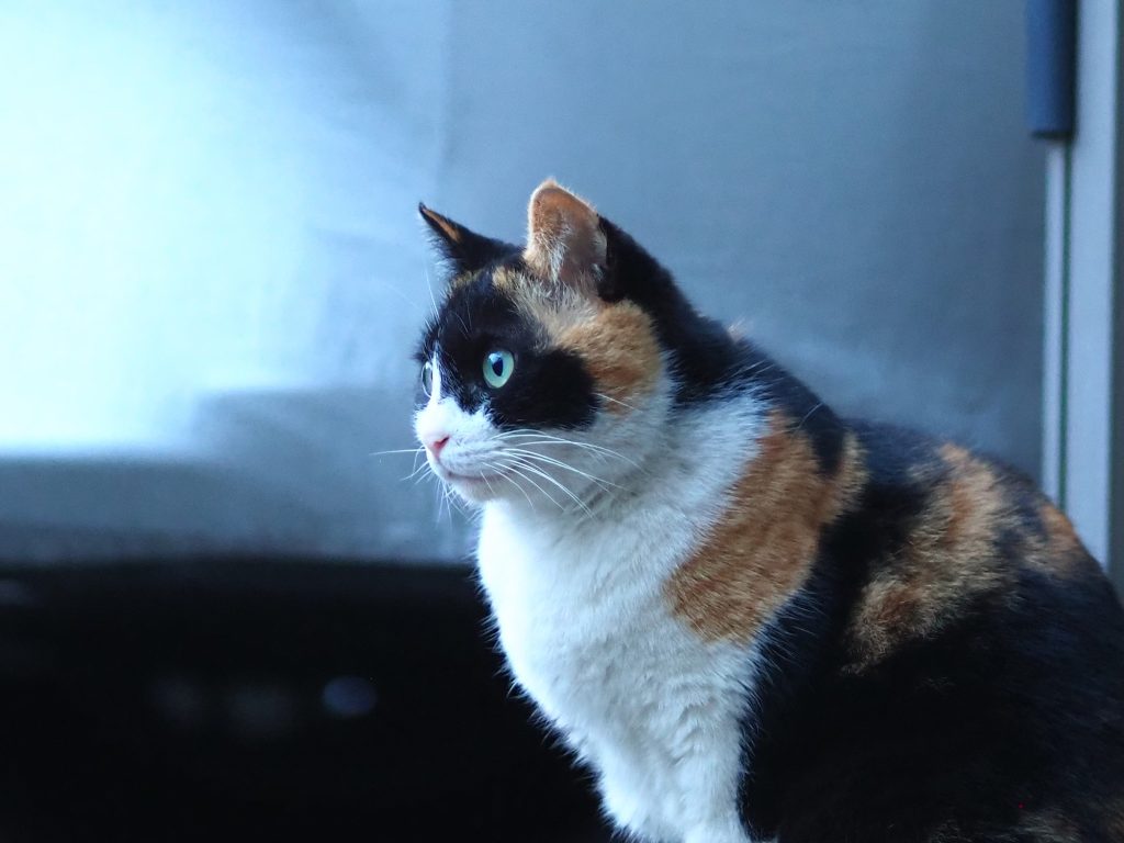 三毛猫