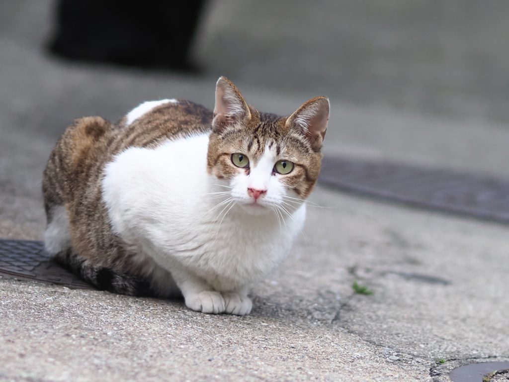 キジ白猫
